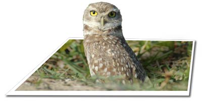 Burrowing Owl